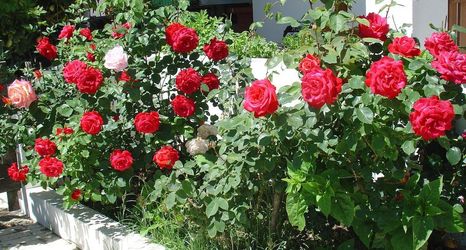 其他 2 Quinta Beira-Mar