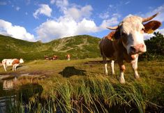 Khác 6 Alpengasthof Grimmingblick
