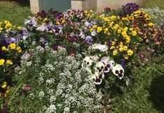 Others 6 Pousada Dos Pinguins