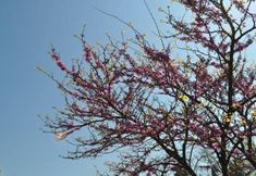 Others 2 Armonie Di Villa Incontri B&B