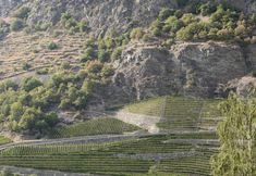 Lainnya 3 View Of The Vineyards