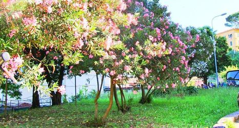 Others 2 The Comfort