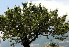 Others 3 B&B Cherry En Rose