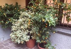 Others 5 Antica Trattoria Dell'Uva