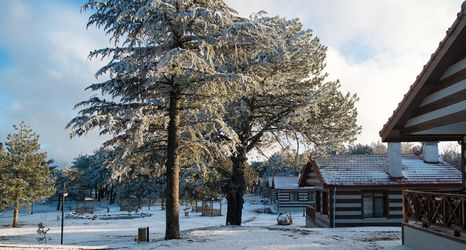 Lainnya 2 Spil Orman Koskleri
