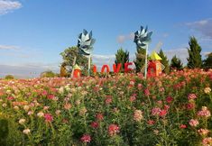 Khác 2 The Bloom By Tv Pool