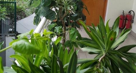 Others 2 Bamboo House