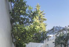 Others 4 Il Giardino Dei Semplici