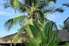 其他 Taipa Dos Milagres