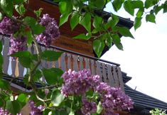 其他 3 Willa Antalowka