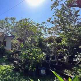 Hotel Main Pic1Agung's Annex Homestay，Desain HUB ISI Denpasar飯店