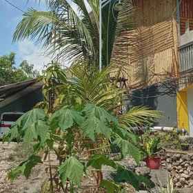 Hotel Main Pic1Tarsan Homestay，拉布安巴焦飯店