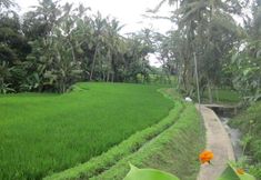 พื้นที่สาธารณะ 7 Villa Lumbung