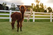 Common Space DusitD2 Khao Yai