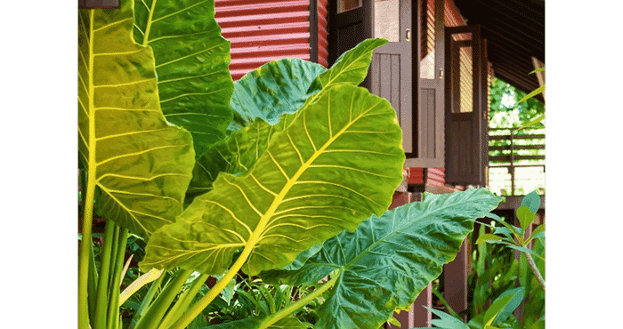 Bên ngoài The Village House