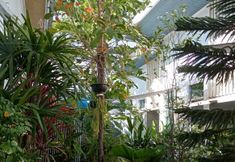 Common Space 6 Daddy's home Huahin