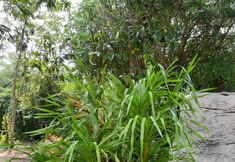 公共空間 7 Forest Resort