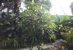 Exterior 5 Omah Blambangan