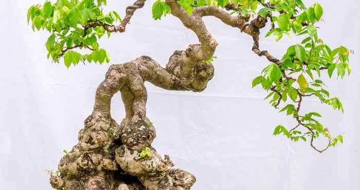 Khu vực công cộng Bonsai Homestay