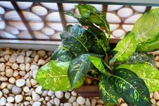 休闲设施 Thai Hoa Mui Ne Resort