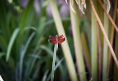 Nearby View and Attractions 7 The Cory Villa