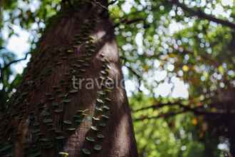 Exterior 4 Dao Anh Khanh Studio Tree House