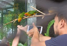 Entertainment Facility 3 Aviary Bintaro