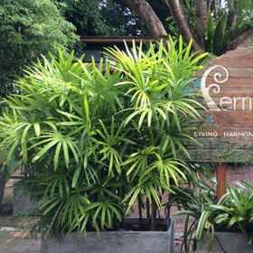 Fern House Retreat 1, Hotel Bucha Gallery and Restaurant