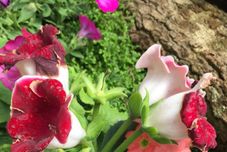 其他 Riva Costa Asiatique