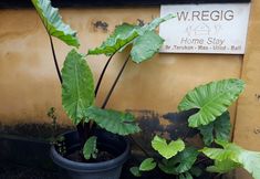 Luar Bangunan 2 Wayan Regig Homestay