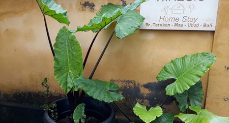 Luar Bangunan 2 Wayan Regig Homestay