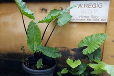 Luar Bangunan Wayan Regig Homestay