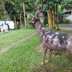 Exterior / Building 1 Triniti Homestay, Khách sạn Polsek Cisarua