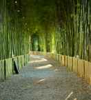 VIEW_ATTRACTIONS Bamboo Grove Chiangmai