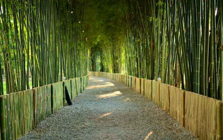 Bamboo Grove Chiangmai