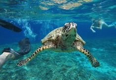 วิวและสถานที่ท่องเที่ยวใกล้เคียง 3 Trawangan Nirvana