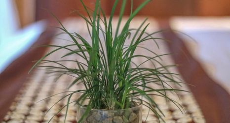 大堂 2 Ari Cottages Ubud