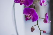 ロビー Mimi Dream Villa 500M Beach