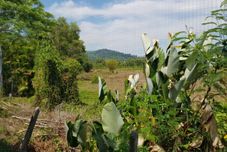 周邊景點與觀光 Nest Villa Phang Nga