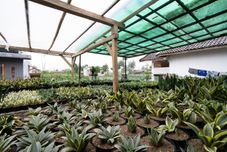 Tempat Tarikan Berdekatan OYO Homes 91002 Eco Tourism Desa Cibodas Areng 3 Syariah