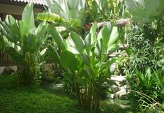 Common Space 2 Khao Sok Palm Garden Resort