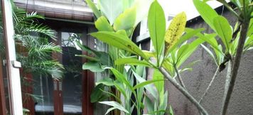 公共空间 5 Bali Senia Villas