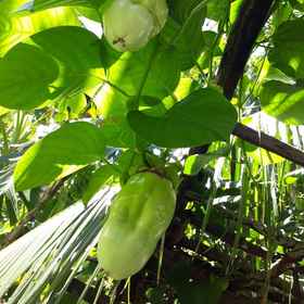 Raja Ampat Dive Lodge 3, Hotel Pasir Timbul Raja Ampat