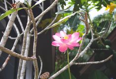 共用スペース 7 Villa Smadhi House29 - National Park Waterfall