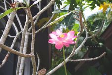 共用スペース Villa Smadhi House29 - National Park Waterfall