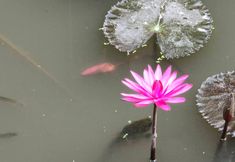 ล็อบบี้ 7 Baanya Homestay Ko Kret