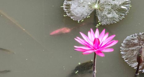 로비 2 Baanya Homestay Ko Kret