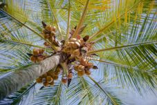 Nhà hàng Villa Kayu Antique Sebatu