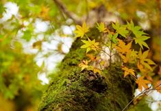 Others 7 Yamano Hotel