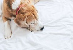 その他 3 Garner Hotel AUBURN - SEATTLE by IHG